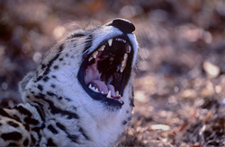 Vue fascinante dans la gueule du rare guépard royal