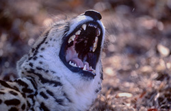 Le Guépard royal impressionnant montre ses dents en captivité