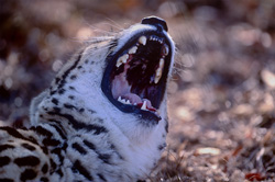 Fascinating King Cheetah with Open Mouth in South Africa