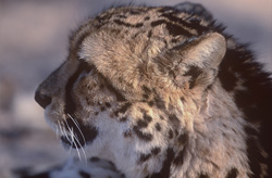Guépard royal dans la savane : élégance et rapidité réunies