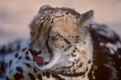 Guépard royal majestueux claque la langue dans la nature sauvage de l'Afrique
