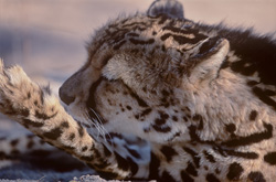 Photo majestueuse d'un guépard royal prenant soin de ses pattes en Afrique du Sud