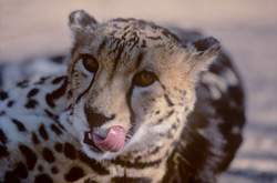 Raro guepardo real muestra su distintiva lengua en el Centro de Investigación y Cría de Hoedspruit