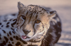 Retrato impresionante de un raro guepardo real en Sudáfrica