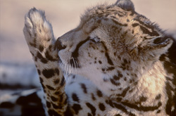 Rare guépard royal nettoie sa patte dans la réserve de chasse privée de Kapama, Afrique du Sud
