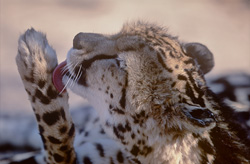 Soins dévoués du guépard royal dans la réserve de chasse privée de Kapama