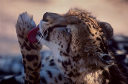 Guepard royal - Soin intensif des pattes au Centre de recherche et d'élevage de Hoedspruit