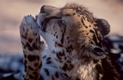 Importance des soins des pattes d'un guépard royal rare