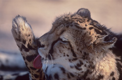 Guepard royal - Soin des pattes dans la nature époustouflante de la réserve privée de Kapama