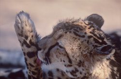 Fascinant guépard royal léchant sa patte en captivité dans la réserve privée de Kapama