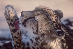 Königsgepard pflegt seine Pfote im Hoedspruit Research & Breeding Centre