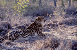 Guépard royal - Chasseur majestueux dans la nature sauvage