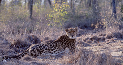 Rare guépard royal réagit aux bruits