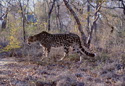 Découvrez le rare Guepard Royal dans la réserve de chasse privée de Kapama