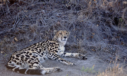Rare guépard royal en captivité au Hoedspruit Research & Breeding Centre