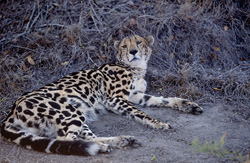 Rare king cheetah resting in Kapama Private Game Reserve