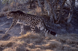Ghepardo reale impressionante nella natura - Eleganza e velocità uniche