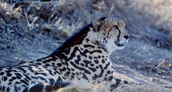 Découvrez la beauté et l'élégance du guépard royal en Afrique du Sud
