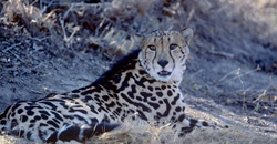 Fascinating Lying King Cheetah in its Natural Habitat