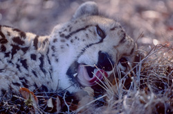Impressive King Cheetah Portrait at Kapama Private Game Reserve in South Africa