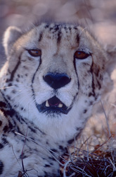 Tête de caractère unique du rare guépard royal
