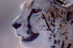 King Cheetah