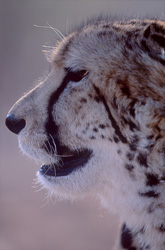 Fascinating King Cheetah Portrait at Hoedspruit Research & Breeding Centre