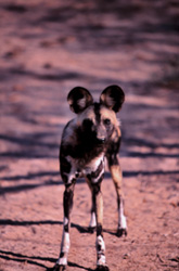 Un adorable chiot de lycaon explore la savane au lever du soleil