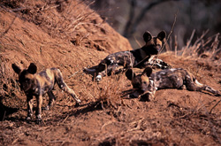 Chiots de lycaon jouant sous la surveillance d'un adulte.