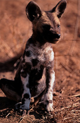 Afrikanischer Wildhund