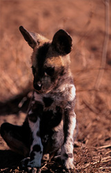 Adorabile cucciolo di licaone africano che esplora la natura selvaggia africana