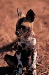 Jeune chiot de lycaon mignon écoute attentivement dans la réserve de chasse de Kapama