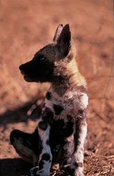 Un chiot de lycaon (Lycaon pictus) réagit à un bruit fort