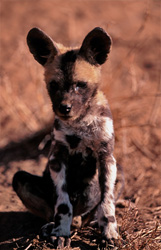 Un adorable cachorro de Lycaon pictus descansa