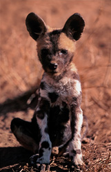 Découverte d'un adorable chiot de lycaon (Lycaon pictus) à la réserve de Kapama Game