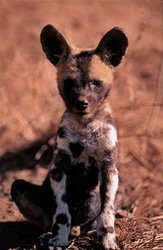 Un jeune chiot de lycaon attentif explore son environnement avec des regards curieux