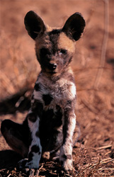 Jeune chiot sauvage de lycaon pictus découvre son environnement avec joie et curiosité