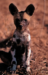Adorable chiot de lycaon en liberté