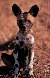 Adorable photo d'un jeune chiot de lycaon d'Afrique (Lycaon pictus) en pleine nature