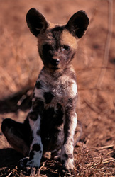 Un chiot curieux de lycaon pictus explore son environnement