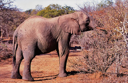 Elefante africano lottando per la sopravvivenza nella boscaglia secca