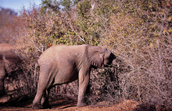 Jeune éléphante cherche de la nourriture dans la savane sèche