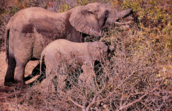 Mère et bébé éléphant à la recherche de nourriture dans la nature sauvage africaine