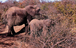 Éléphants africains majestueux dans le buisson épineux