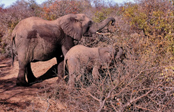 Dans le bush desséché de la réserve de Kapama Game, la mère éléphant et son bébé cherchent de la nourriture