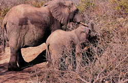 Mère et bébé éléphant à la recherche de nourriture dans la brousse sèche