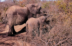 Mère et bébé éléphant à la recherche de nourriture dans la brousse africaine