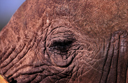 Explorez de près l'impressionnant œil de l'éléphant africain