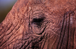 Un regard de près sur l'œil protégé de l'éléphant d'Afrique