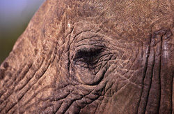 L'œil distinctif de l'éléphant d'Afrique (Loxodonta africana) fascine tout observateur